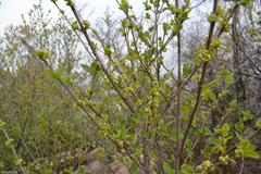 Afrocanthium gilfillanii