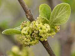 Afrocanthium gilfillanii