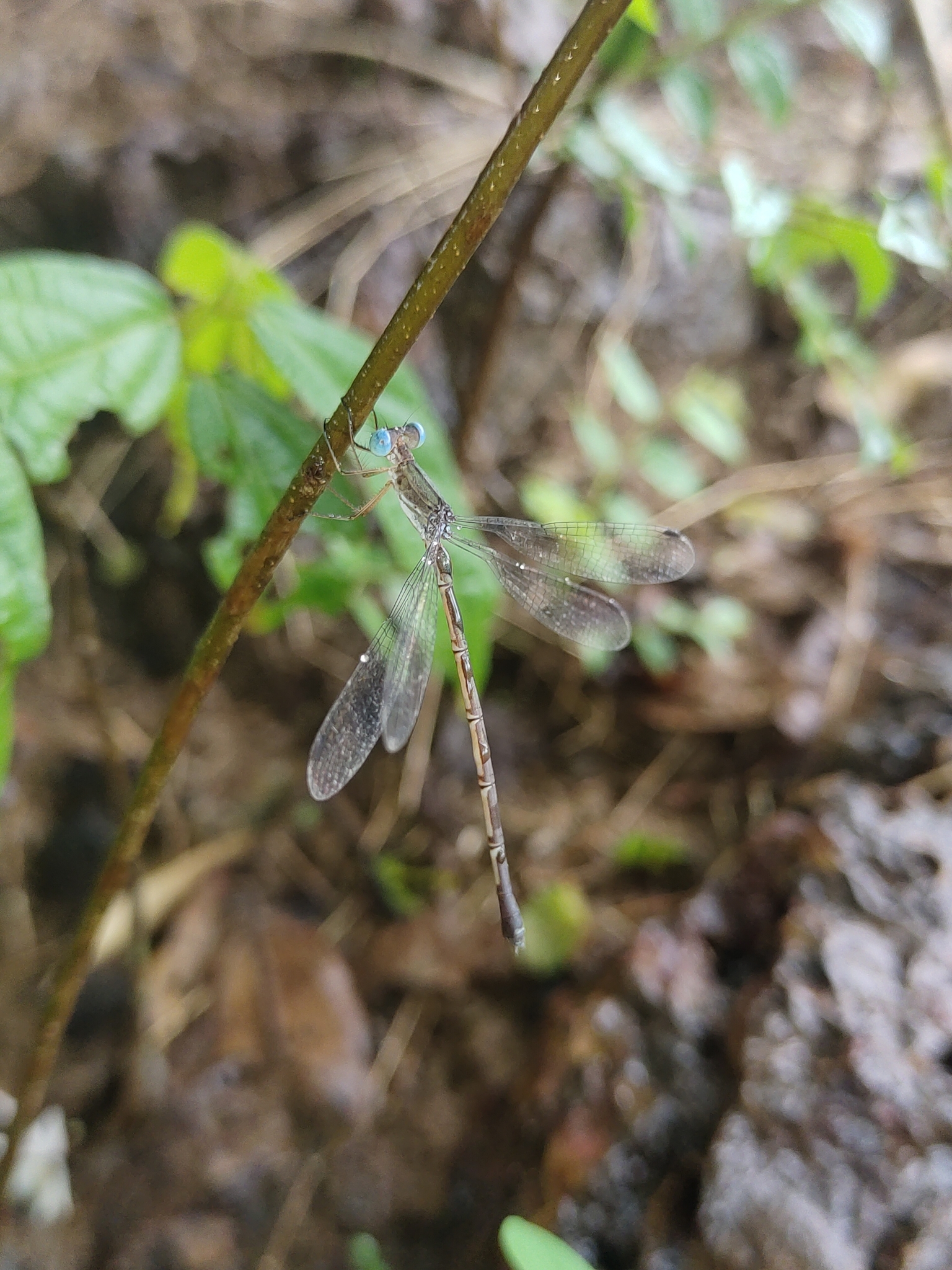 Emerald Spreadwing