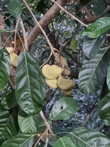 Sterculia parviflora, photograph 1