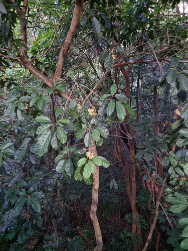 Sterculia parviflora, photograph 2