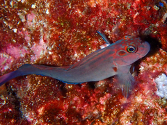 Panamic Fanged Blenny photo 1