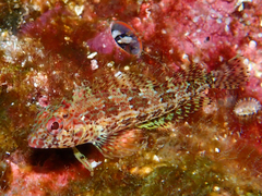 Throatspotted Blenny photo 2