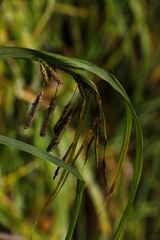 Carex tuminensis