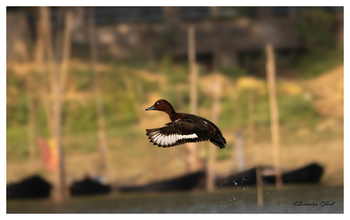 Ferruginous Duck