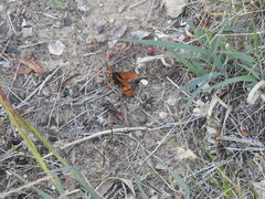 Cryptocheilus australis