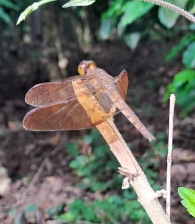 Fulvous Forest Skimmer