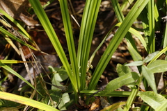 Carex tuminensis