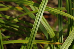 Carex tuminensis