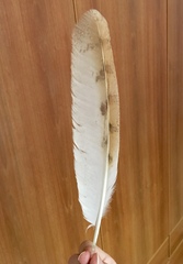 Tyto alba erlangeri