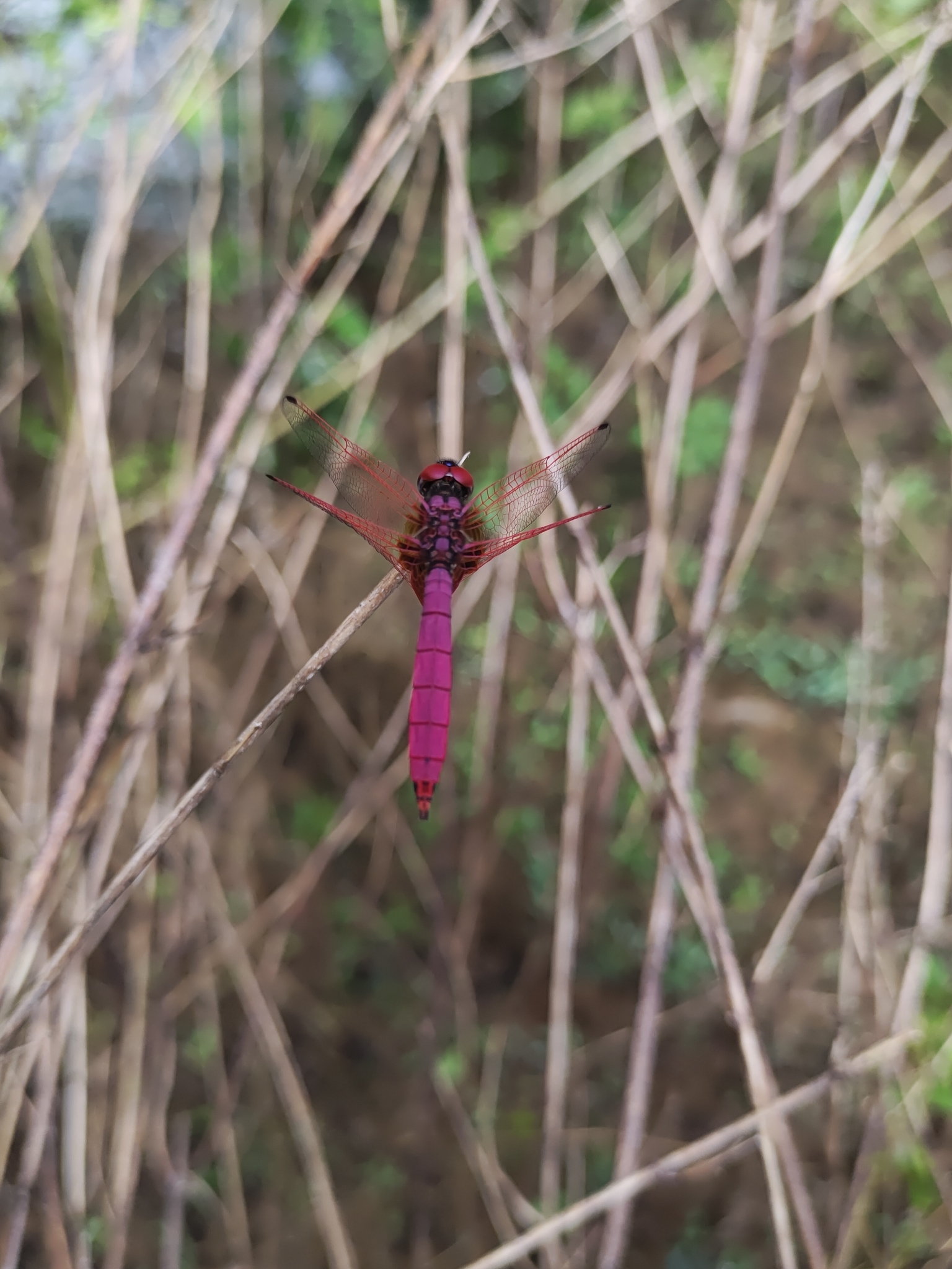 Crimson Marsh Glider