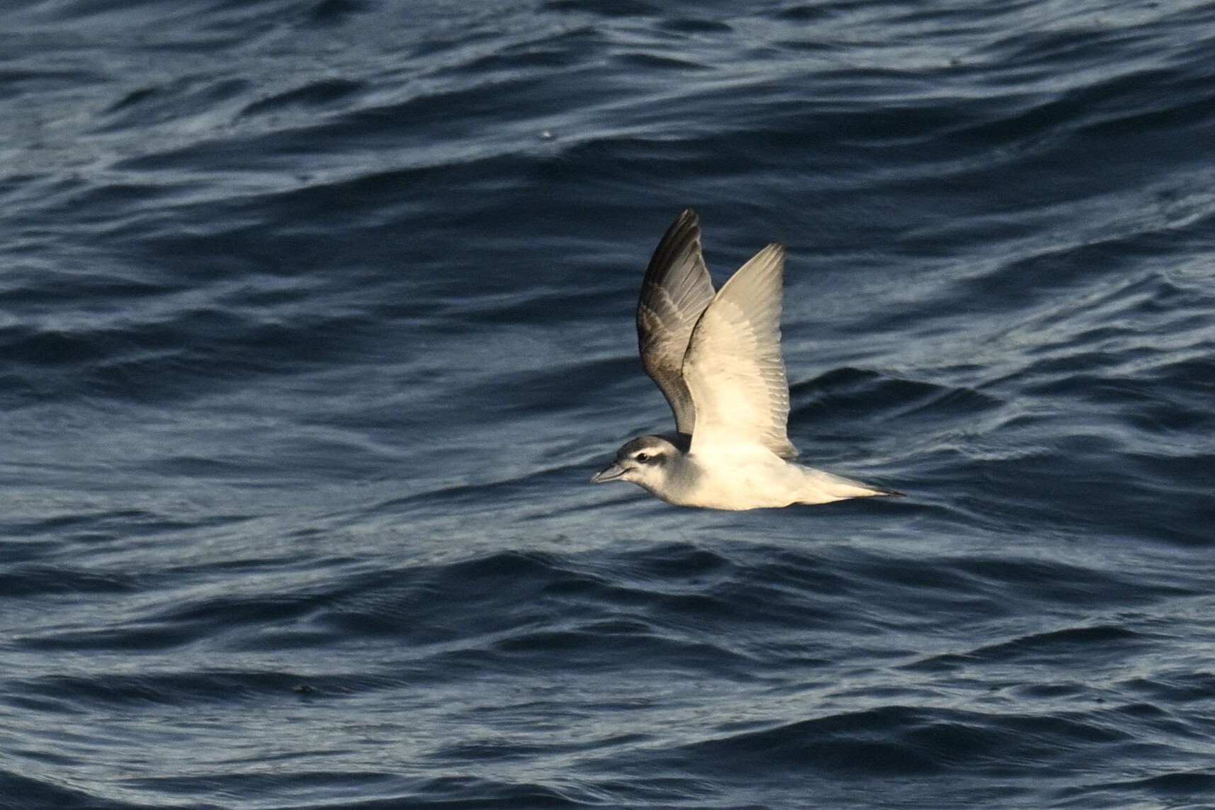 Antarctic Prion (Pachyptila desolata), photo 4