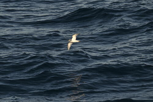 Antarctic Prion (Pachyptila desolata), photo 10