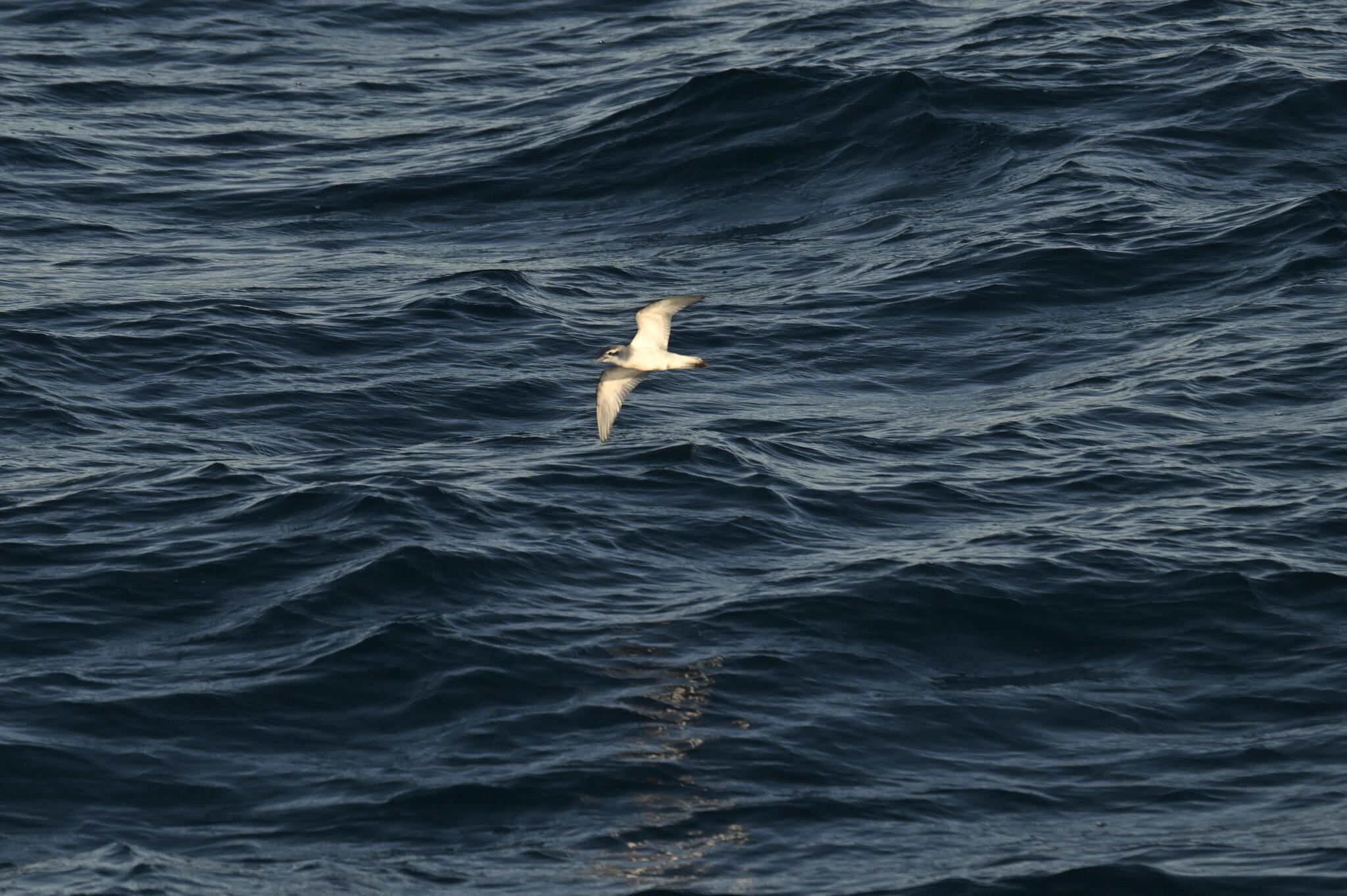 Antarctic Prion (Pachyptila desolata), photo 10
