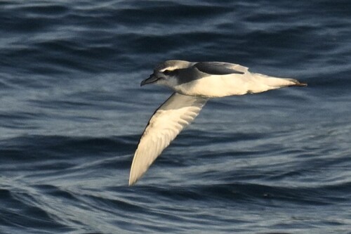 Antarctic Prion (Pachyptila desolata), photo 7
