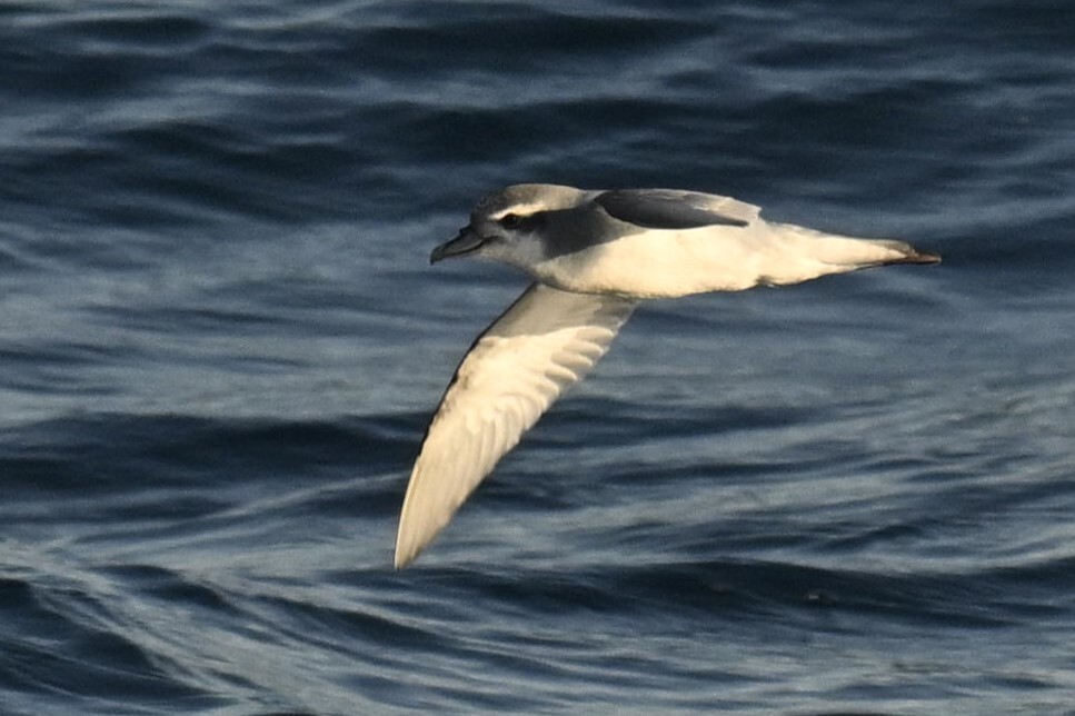 Antarctic Prion (Pachyptila desolata), photo 7