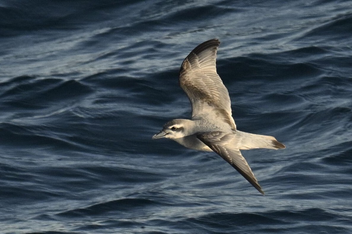 Antarctic Prion (Pachyptila desolata), photo 8