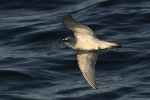Antarctic Prion (Pachyptila desolata), photo 9