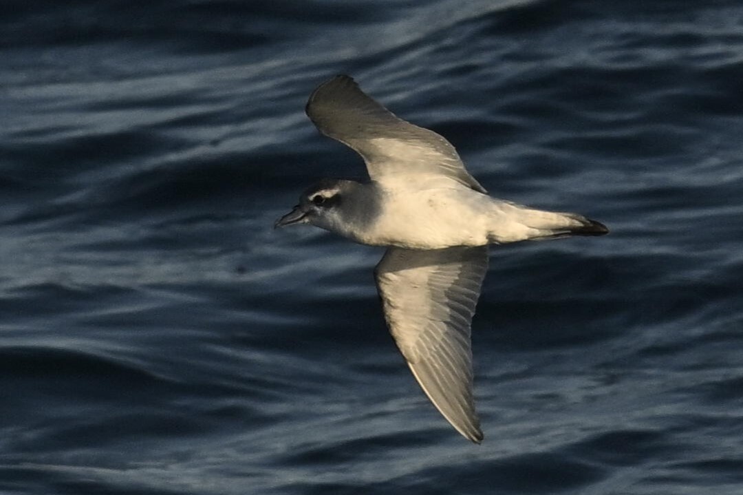 Antarctic Prion (Pachyptila desolata), photo 9
