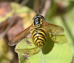 Chrysotoxum pubescens