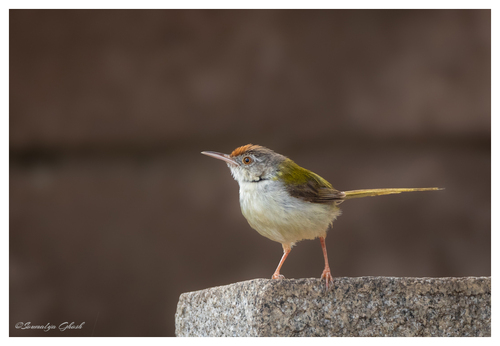 Common Tailorbird