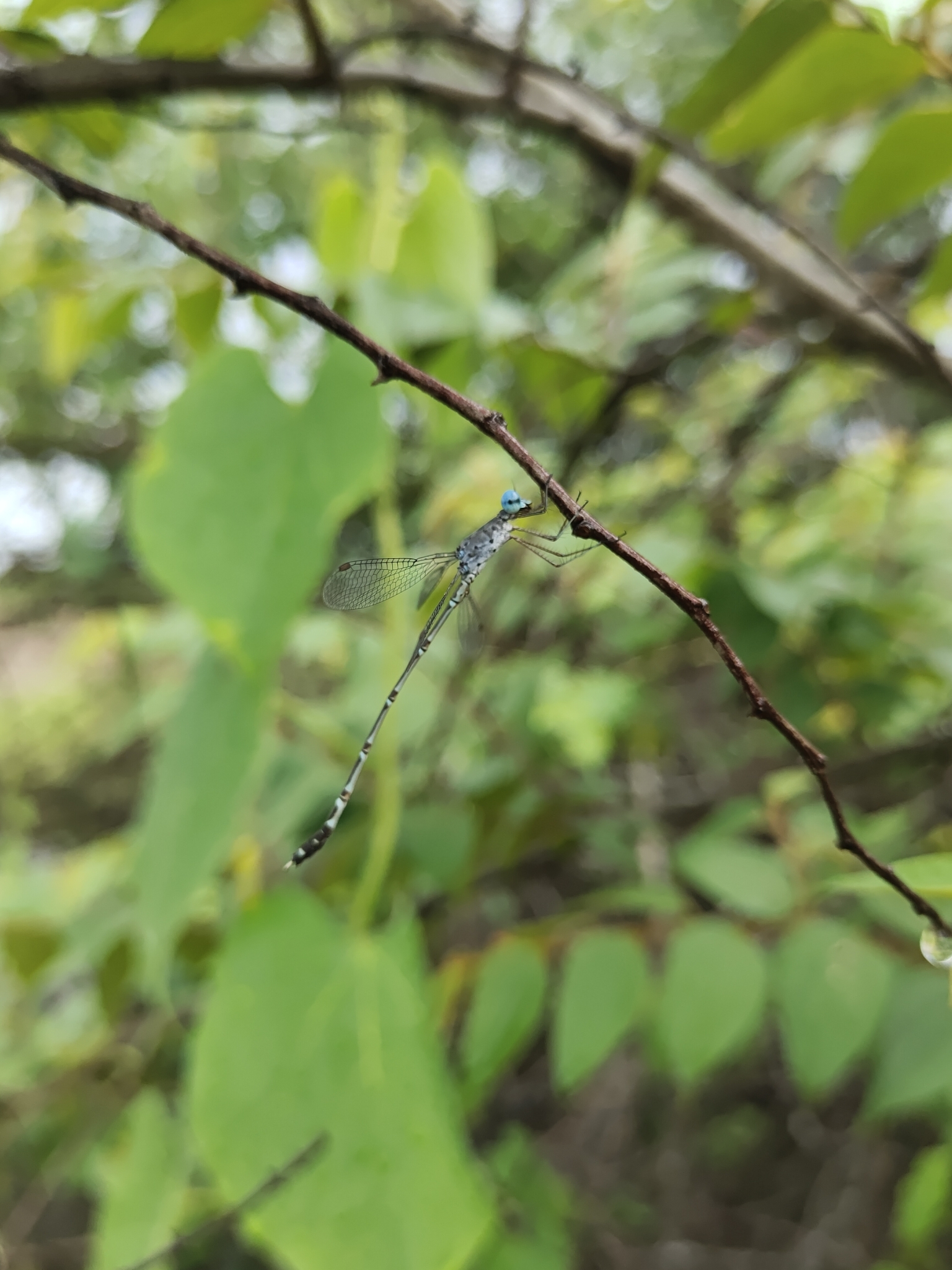 Scalloped Spreadwing