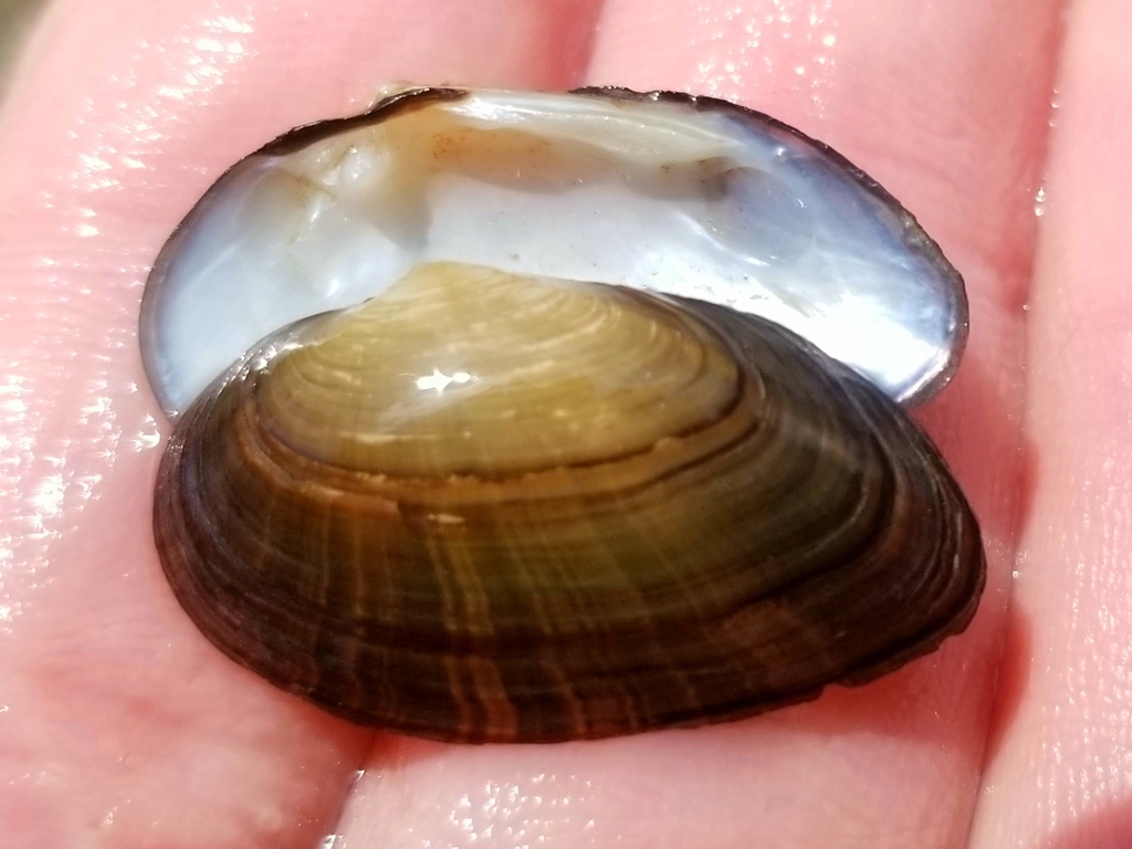 What Is A Rayed Bean Rayed Bean (Bivalves of the United States Pt.2) · iNaturalist