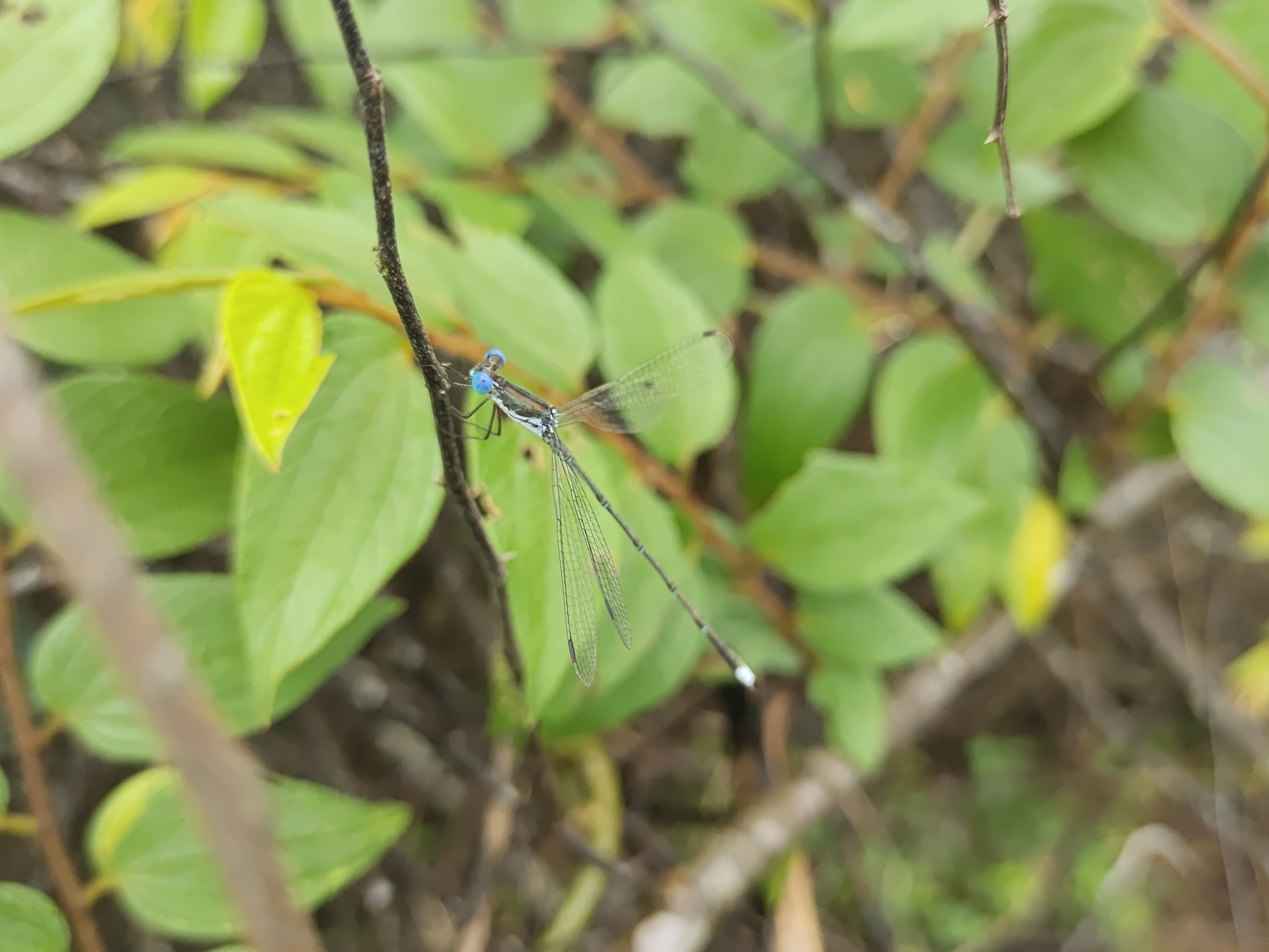 Emerald Spreadwing