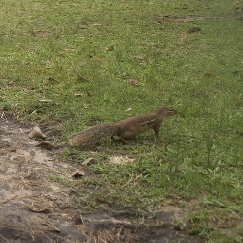 Striped Ground Squirrel