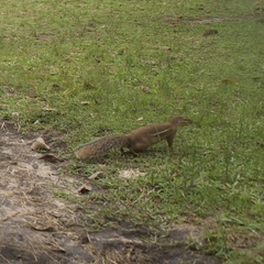 Euxerus erythropus