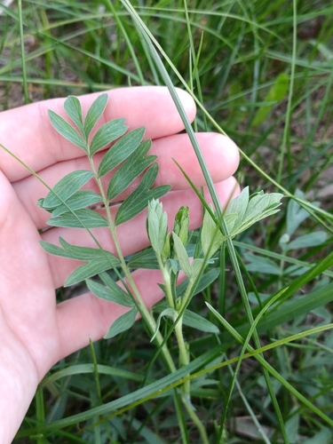 Наблюдение на iNaturalist