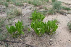 Pygmaeothamnus zeyheri