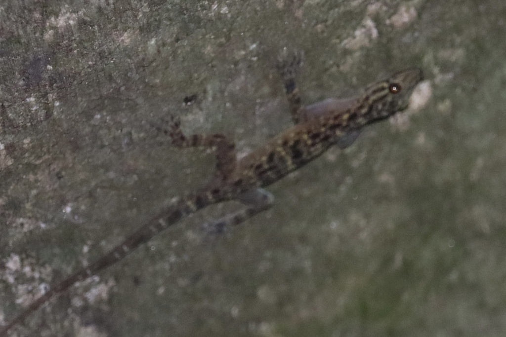 Peninsular Rock Gecko