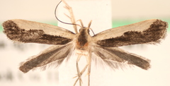 Dichomeris inserrata