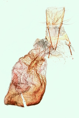 Dichomeris inserrata