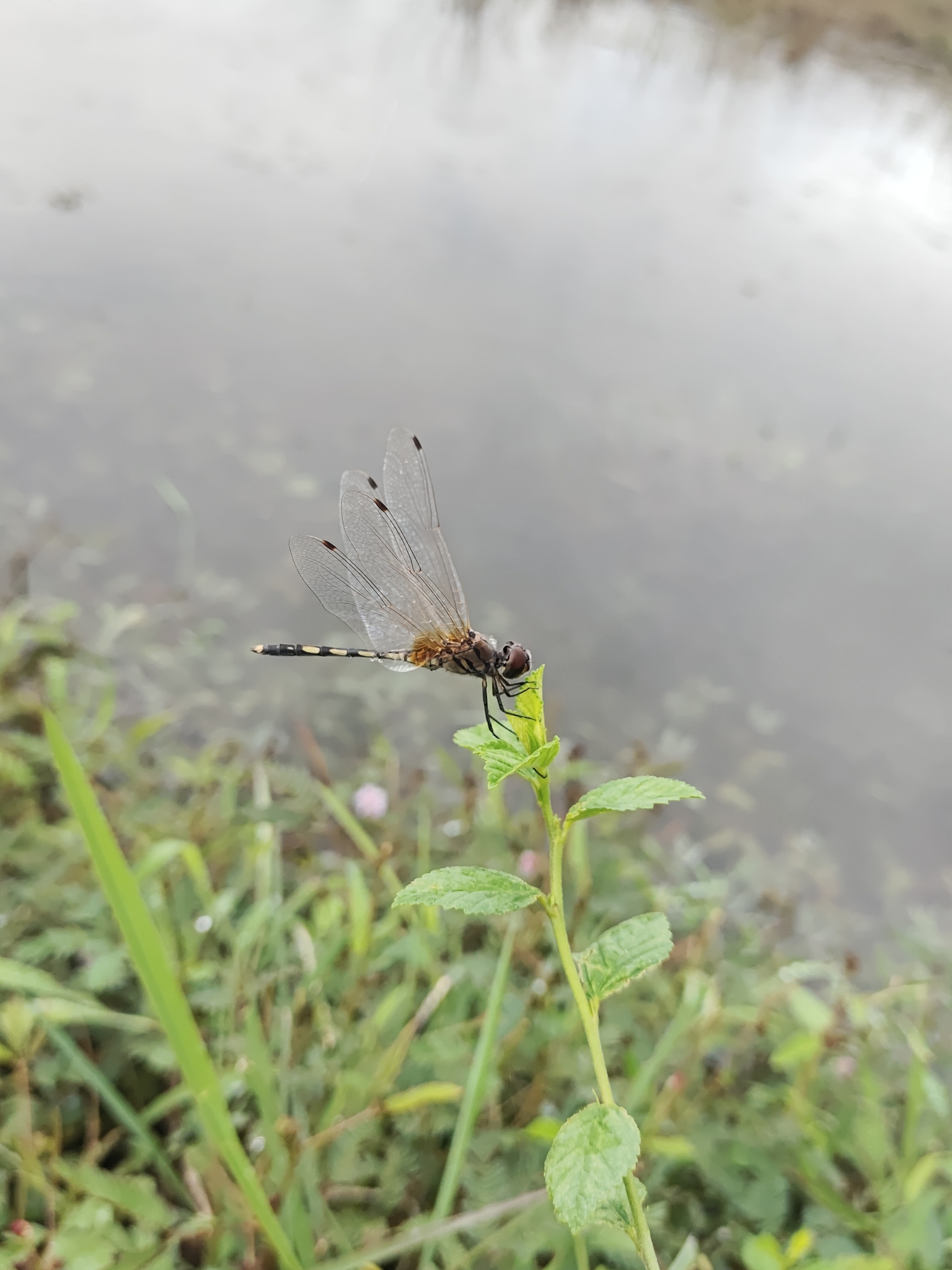 Long-Legged Marsh Glider