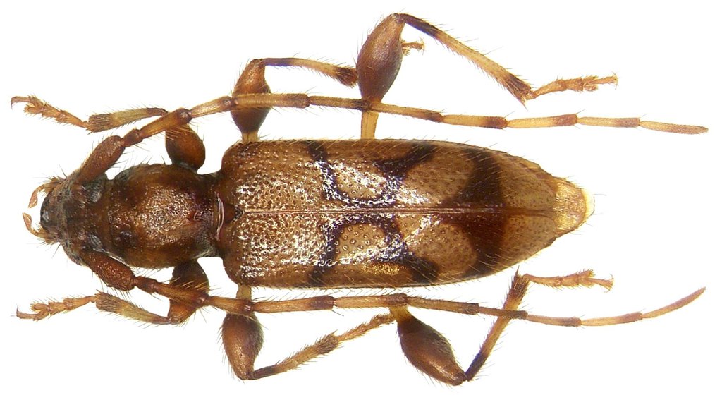 Bethelium monticola