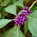 American Beautyberry - Photo (c) CameliaTWU, some rights reserved (CC BY-NC-ND)