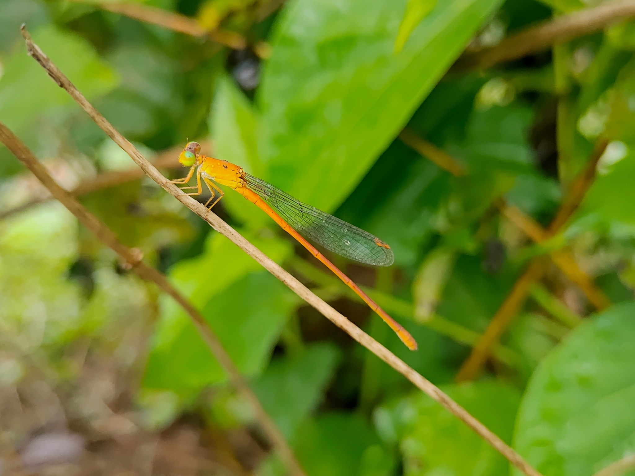 Orange Marsh Dart