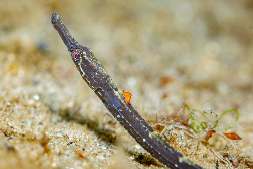 Northern pipefish (Syngnathus fuscus) — Syngnathidae — 4