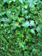 Hedera helix