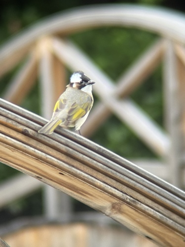 Light-vented Bulbul