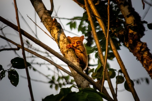 Tarsius dentatus