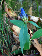 Gentiana austromontana