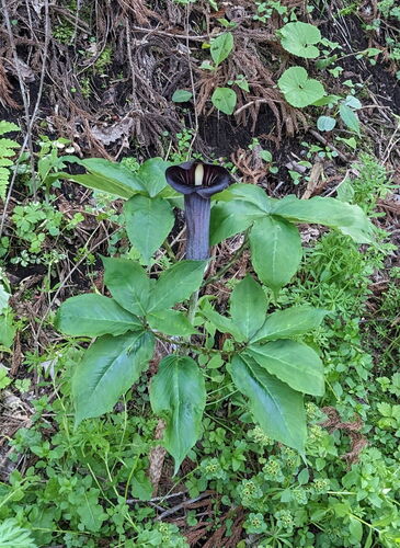 Arisaema mayebarae iNat (2)