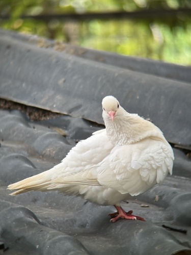 Feral Pigeon