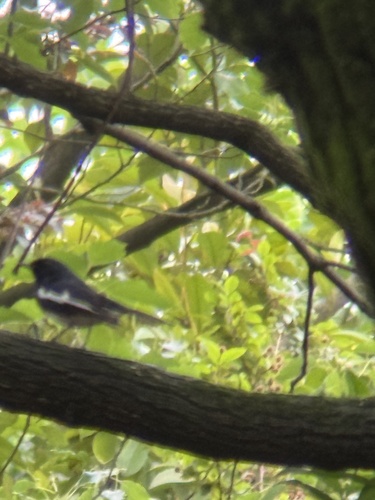 Oriental Magpie-Robin