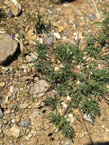 Stephan's Stork's-bill
