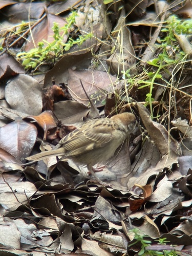Eurasian Tree Sparrow