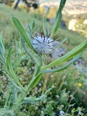 Centaurea eriophora, photograph (c) Mehdi Chetibi, some rights reserved (CC BY)
